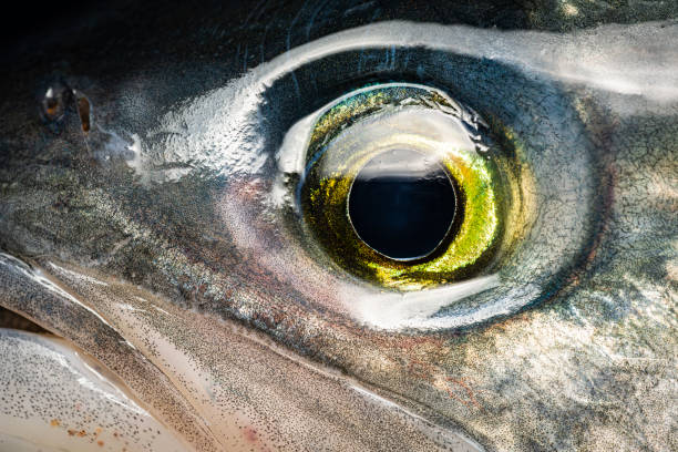 eye detail australischer lachs - tierisches auge stock-fotos und bilder