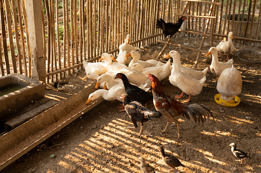 Ducks and chickens that grow in pens or on farms in rural areas of farmers.