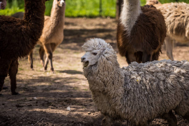 istock A domesticated llama in the farm mini zoo. 1318626532