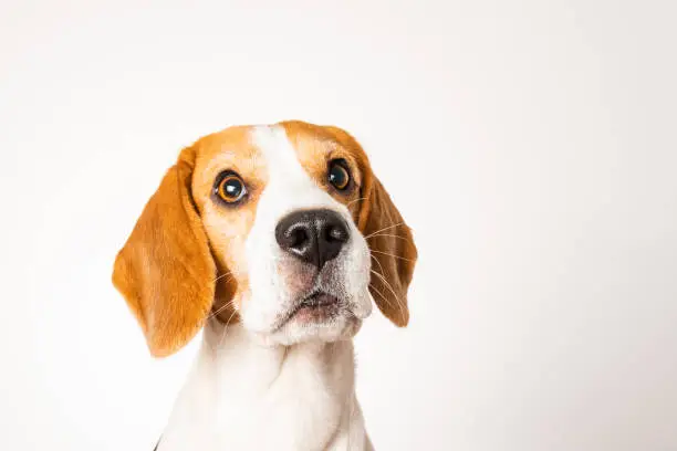 Dog headshoot isolated against white background. Beagle dog closeup.