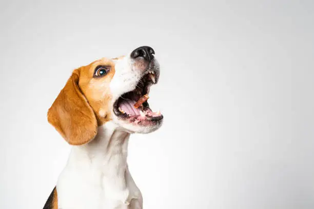 Dog headshoot isolated against white background. Beagle dog catching a treat in midair