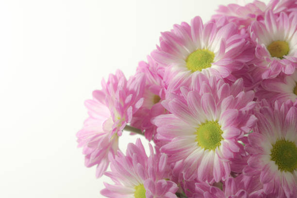 istock Pink chrysanthemums on white background close up 1318628995