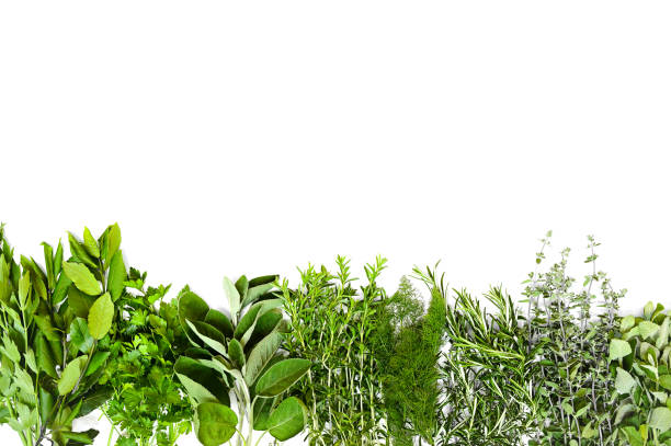 istock Provence herbs flatlay composition. Italian green fresh herbs isolated on white background. Copy space text 1318629108