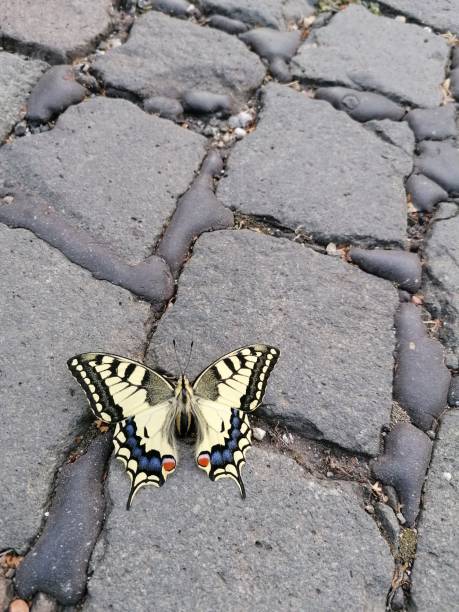 Baterfly on the road