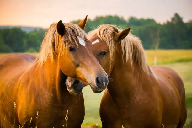 Photo of A beautiful, brown horses in the farm during the sunrise.