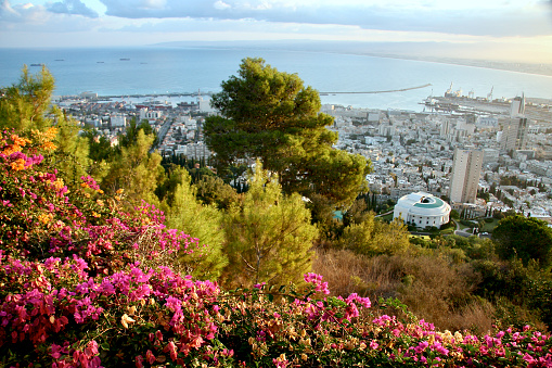 Horizontal high angle photo of part of the city of Haifa, the ocean and sky and closeup, a beautiful vibrant pink flowering Bougainvillea shrub.