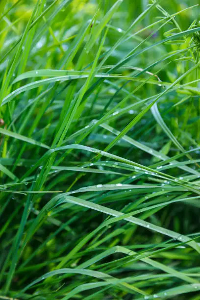 Photo of Blade of grass with dew drops