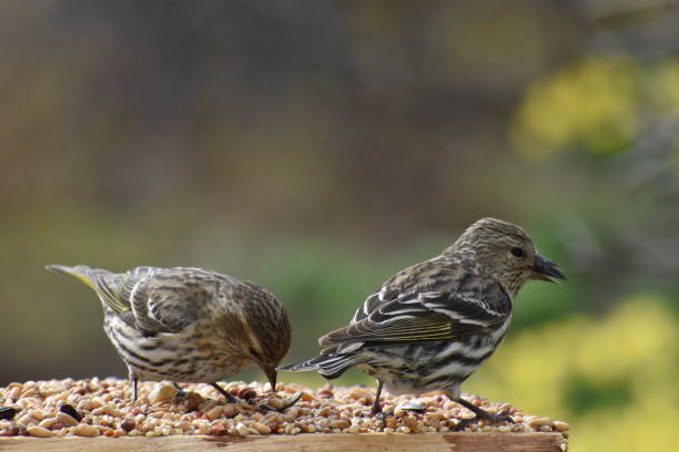 sparrows - passerculus sandwichensis imagens e fotografias de stock