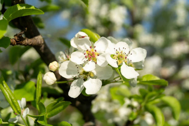 istock A blooming apple orchard in the springtime 1318630671