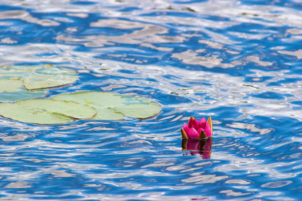 istock Red water lily floating in a lake 1318630863
