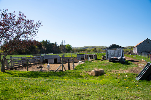 A small sustainable farm on a sunny day.