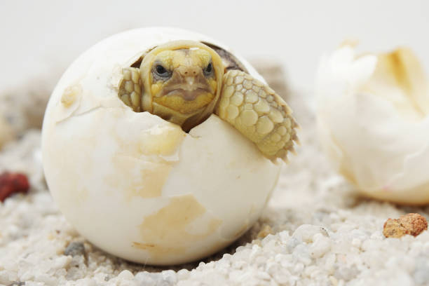 istock Africa spurred tortoise being born, Tortoise Hatching from Egg 1318632776