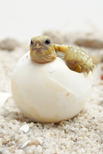 istock Africa spurred tortoise being born, Tortoise Hatching from Egg 1318632779
