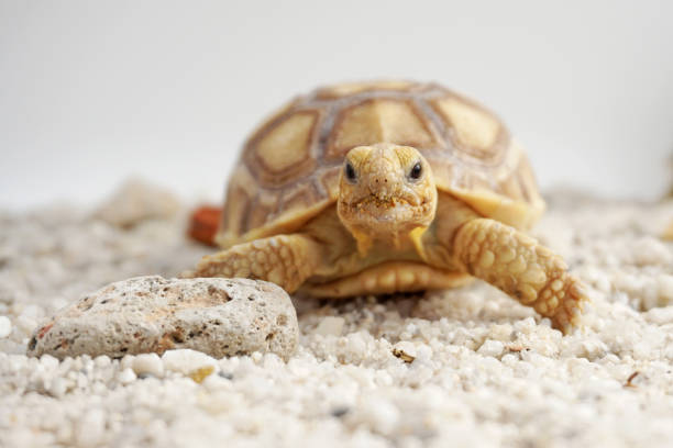Box turtle hiding in his shell on a white background