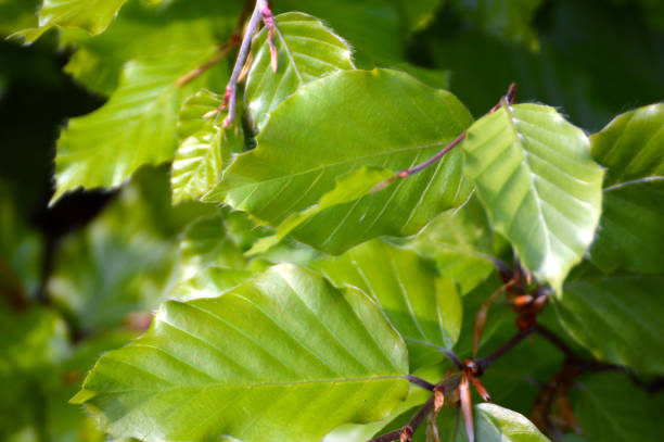 istock Beech leaves close up, a signal of springtime. 1318633364