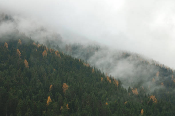 istock Foggy forest in autumn 1318633881