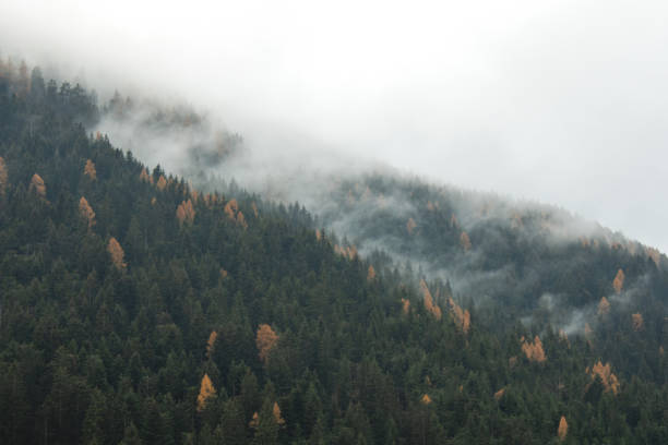 istock Foggy forest in autumn 1318633912