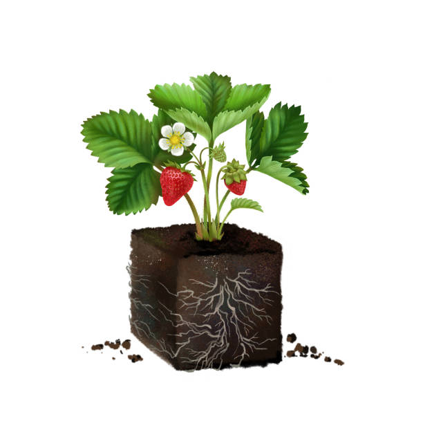 illustrations, cliparts, dessins animés et icônes de pousse de semis de fraise - strawberry plant
