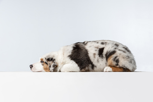 Portrait of Australian Shepherd purebred dog or pet posing isolated over white background with copyspace for ad. Concept of motion, movement, pets love, animal life. White and brown colors. Side view