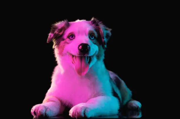 Photo of Close-up Australian Shepherd dog isolated over dark background in neon light