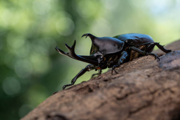 escarabajo rinoceronte japonés. - rhinoceros beetles fotografías e imágenes de stock