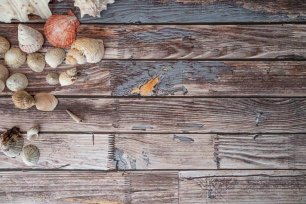 A serene beach scene featuring a seashell resting on driftwood surrounded by soft sandy textures.