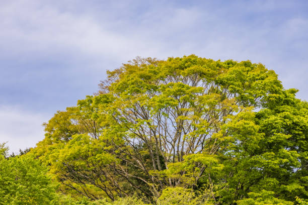 Fresh green trees in the sunlight