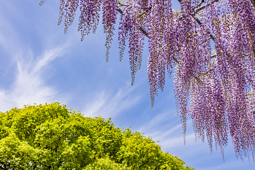 Fresh wisteria flowers with beautiful colors