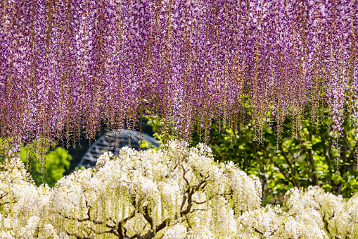 Fresh wisteria flowers with beautiful colors