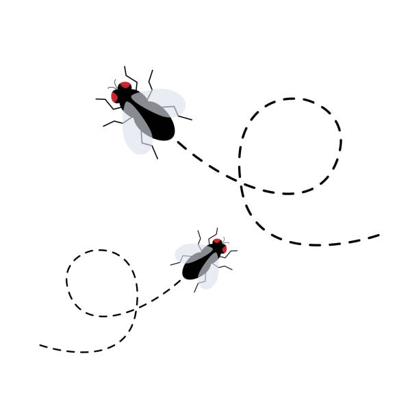 kuvapankkikuvitukset aiheesta kärpät-kuvakesarja. lentävä hyönteinen lentää pistemäistä reittiä - housefly