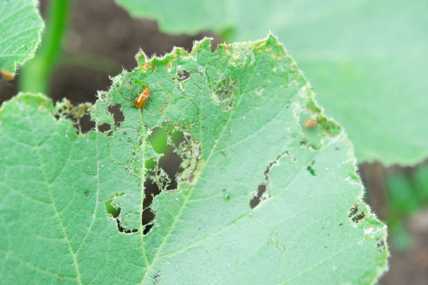 istock Urihamushi eating pumpkin leaves 1318638877