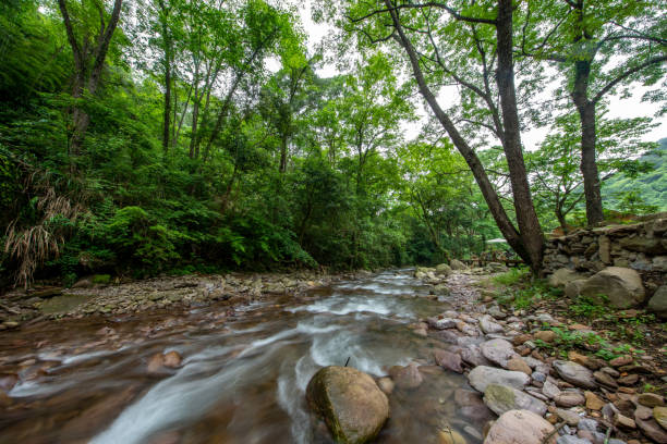 istock Stream in the forest, natural scenery 1318639590