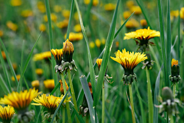 istock Dandelions everywhere. Selective focus on dandelions in blurred meadow background. Macro photography. 1318639616