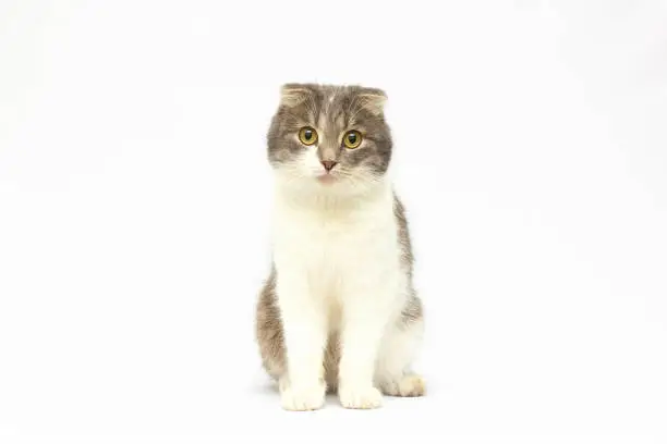 Scottish fold cat, 8 months old, sitting in front of white background