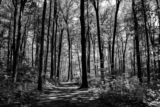 istock Black and white Forest in the spring 1318641258