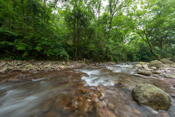 Stream in the forest, natural scenery
