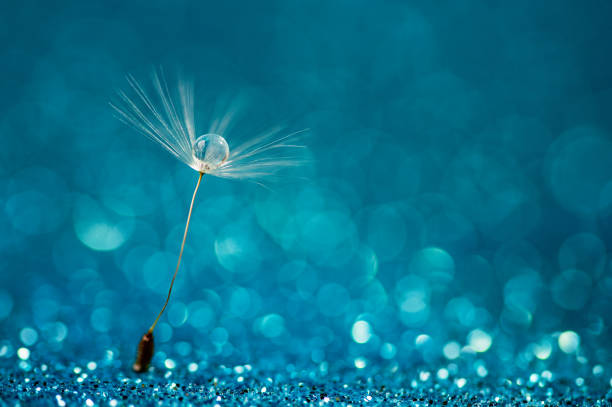 Macro nature. Beautiful dew drops on dandelion seed macro. Beautiful soft background. Water drops on parachutes dandelion. Copy space. soft focus on water droplets. circular shape, abstract background