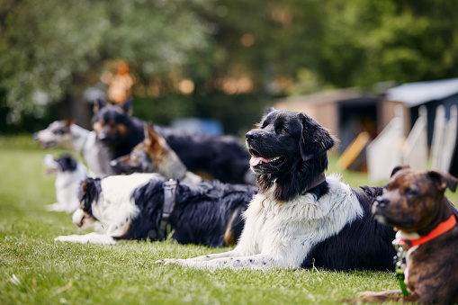 Group of dogs during training. Pets learning waiting in a row on meadow. Selective focus on Czech mountain dog.