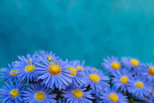 Spring flowers with blue petals and a yellow heart. Focus on the flower on the left. Copy space. Natural background