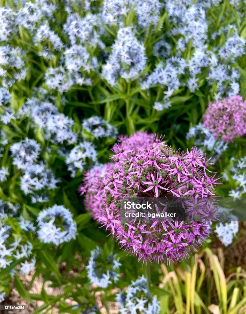 Amsonia Blue Star Flowers in Perennial Garden Dogbane Amsonia Blue Star Flowers (Dogbane Family) Backgrounds Stock Photo