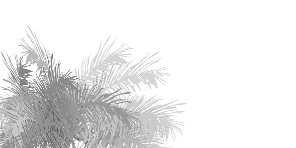Tropical layout concept: 3d rendered palm tree leaves on white background. Botanical textured shadow. Empty space for texting. Reflection of leaf silhouette.