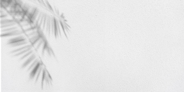 Tropical layout concept: 3d rendered palm tree leaves on white background. Botanical textured shadow. Empty space for texting. Reflection of leaf silhouette.