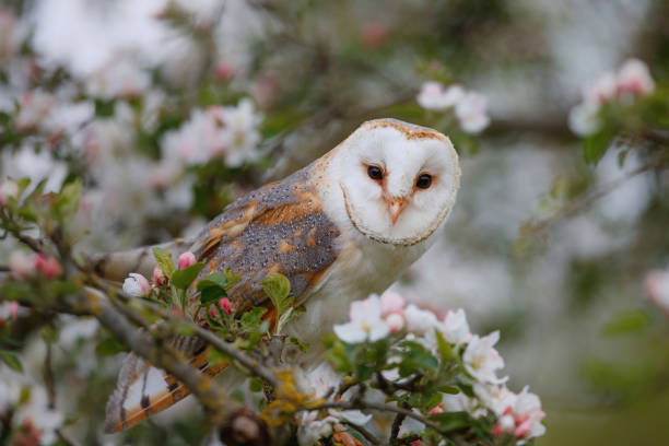 istock Barn owl sitting among the blossoms 1318646717