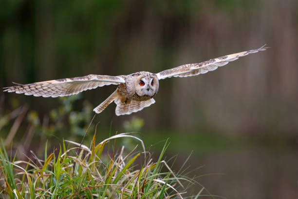istock An European Eagle Owl flying 1318646719