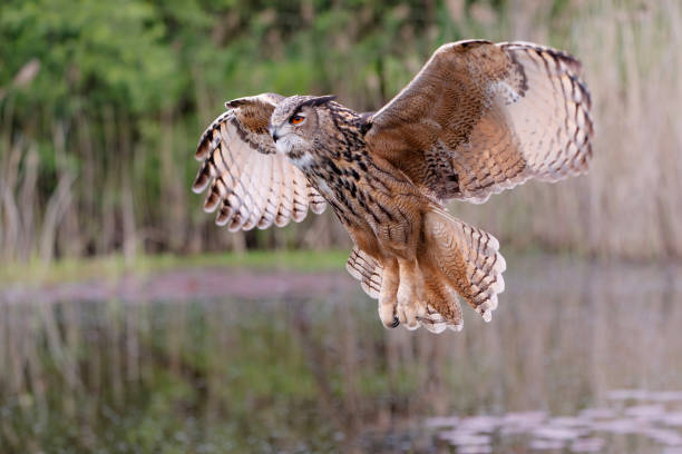 istock An European Eagle Owl flying 1318646762
