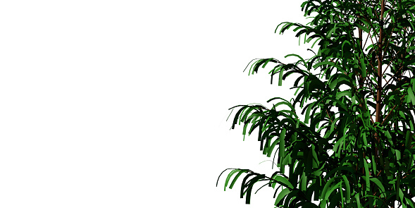 Tropical layout concept: 3d rendered tree and green leaves on white background. Botanical texture. Empty space for texting.