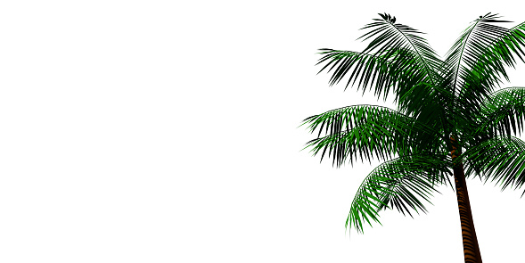 Tropical layout concept: On right frame a 3d rendered palm tree with green leaves on white background. Botanical texture. Empty space for texting.
