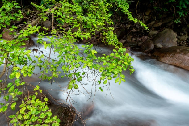 istock Stream in the forest, natural scenery 1318648860