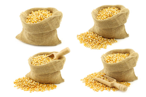 Yellow corn grain in a burlap bag with a wooden scoop on a white background