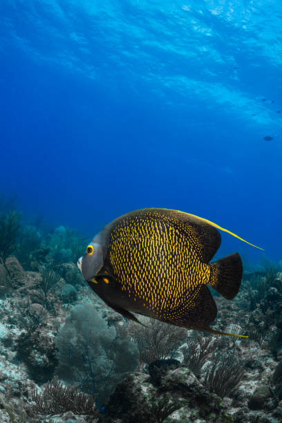 istock French angelfish - Cayman Islands 1318649379